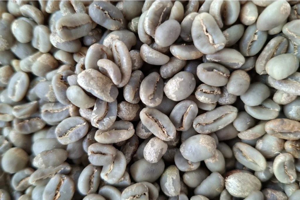 Aceh Gayo · Full Wash